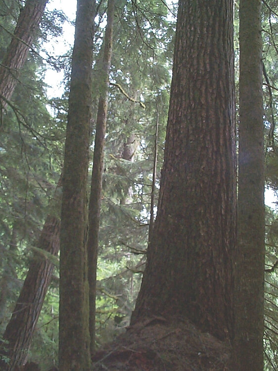 old growth fir tree