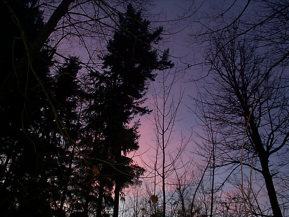 forest_sunrise_pink