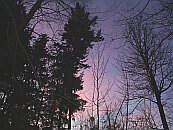 forest_sunrise_pink_s.jpg