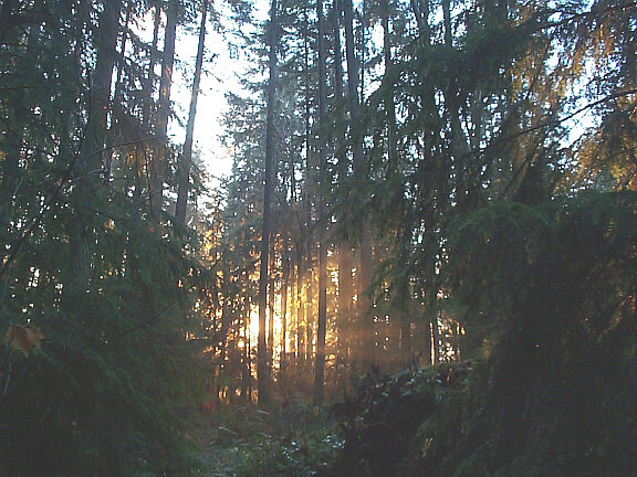 forest_sunset
