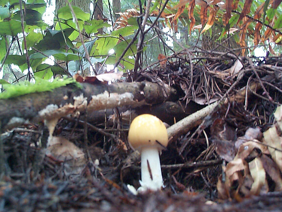little_mushroom