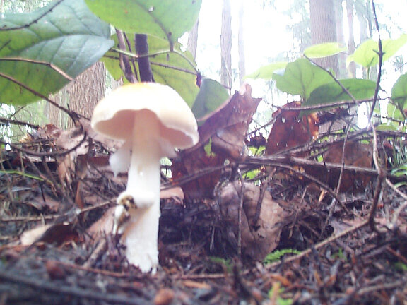 open_mushroom