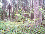 vine_maple_in_firs