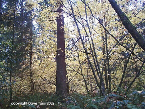bigfir
