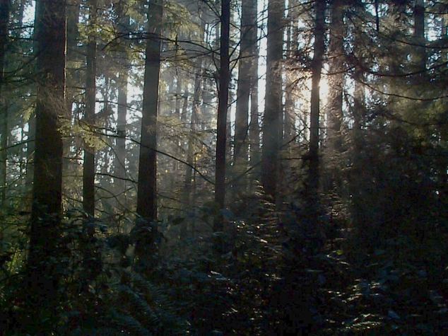 foggy_forest