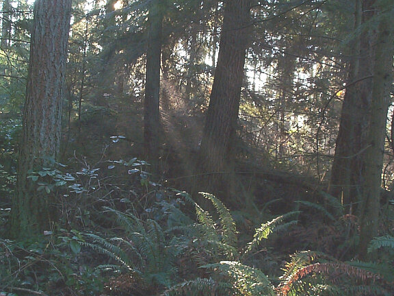 forest_beams