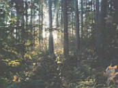 forest_sunrise_web