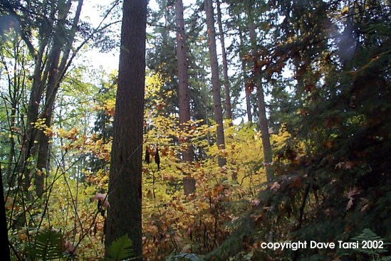 foresthillside