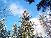 frost on trees