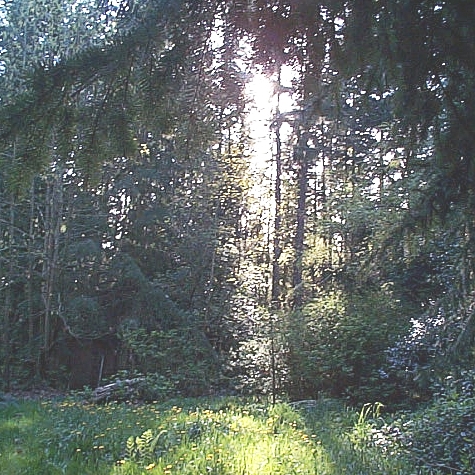 green_backyard