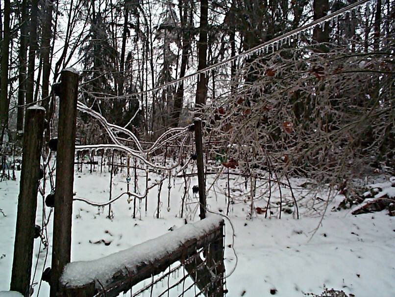 ice storm in Washington state