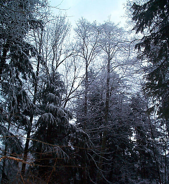 ice storm in Washington state