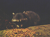 raccoon on rock