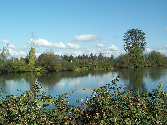 snohomish_onetree