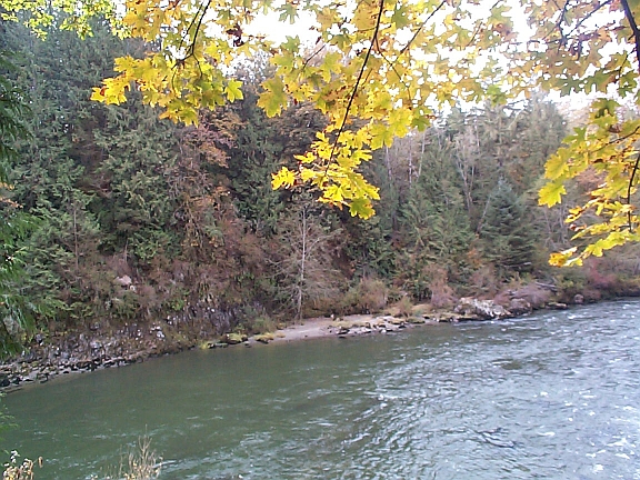 snoqualmie_maple