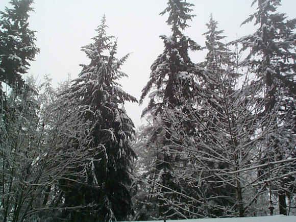 snow_trees