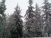 snow on trees