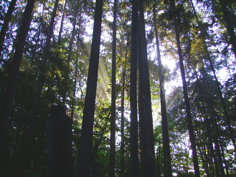 bright_forest_sunrise