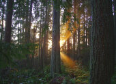 winter forest sunset